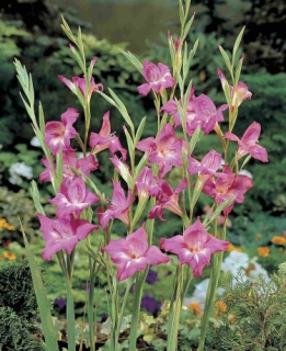 images/productimages/small/V097 6041 Gladiolus Charm.jpg